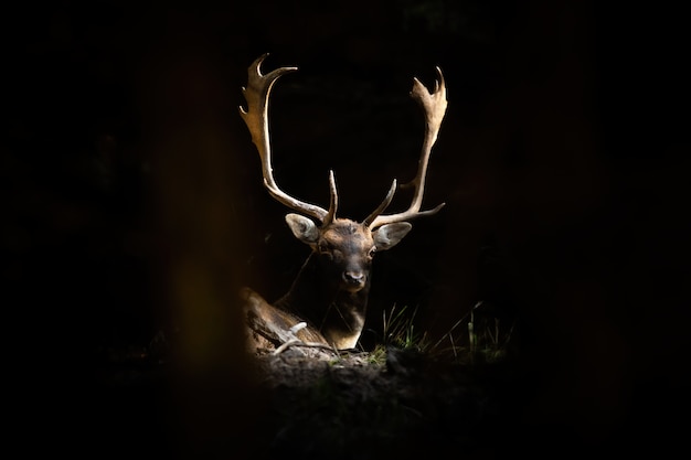 Photo fallow deer stag lying in forest illuminated by the sunlight