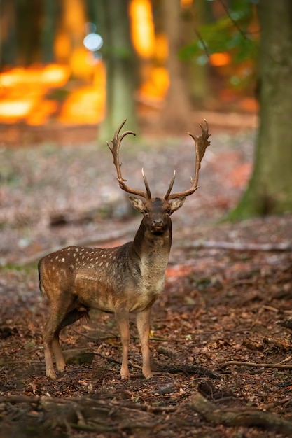 Fallow deer standing in forest in autumn
