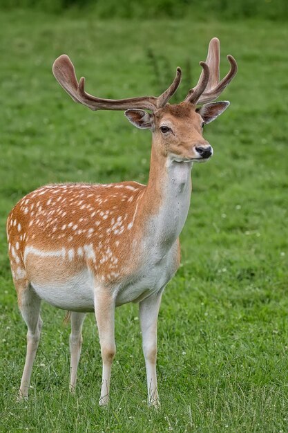 Fallow deer in the wild