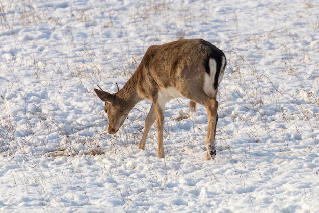 Fallow deer young buck snow winter (Dama Dama)