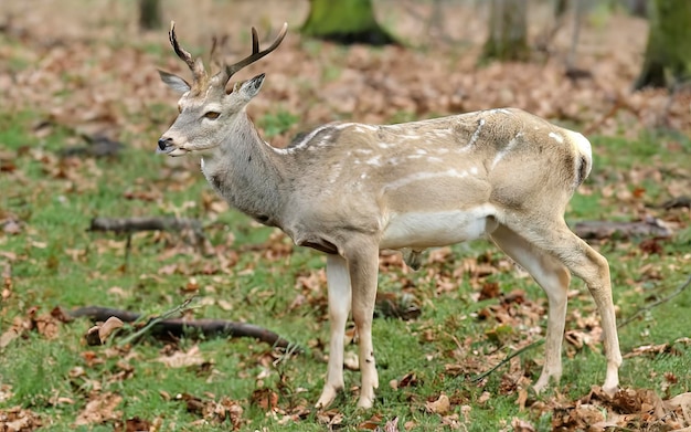 Fallow Deer