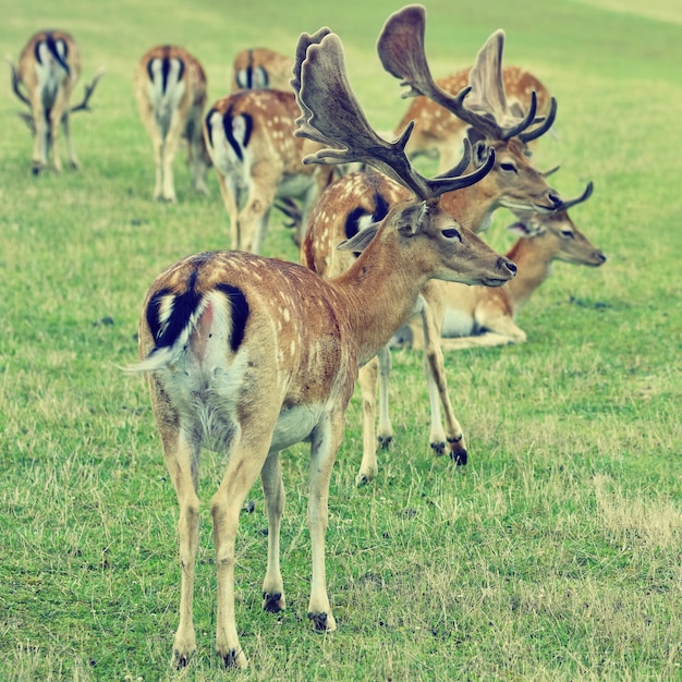 Fallow - fallow deer. (dama dama ) beautiful natural background with animals. forest and nature with sunset.