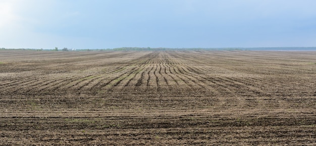 Fallow field in spring