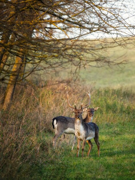 Fallow hert Dama dama in het bos