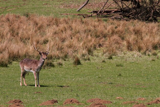 Fallow herten in het bos