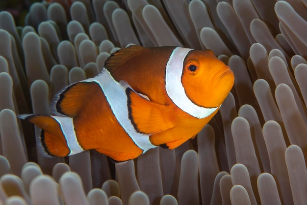 False Clown Anemonfish (Western Clownfish) - Amphiprion ocellaris는 말미잘에 산다. 발리.