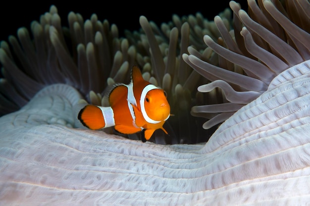 False Clown Anemonfish (Western Clownfish) - Amphiprion ocellaris lives in an anemone. Bali.