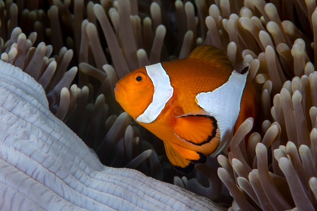 False Clown Anemonfish (Western Clownfish) - Amphiprion ocellaris는 말미잘에 산다. 발리.