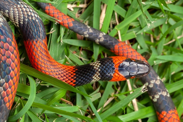 Photo false coral snake oxyrhopus guibei