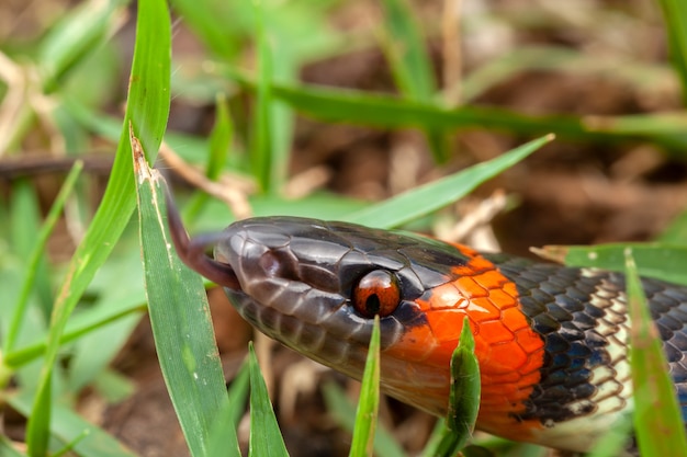 Foto falso serpente corallo oxyrhopus guibei