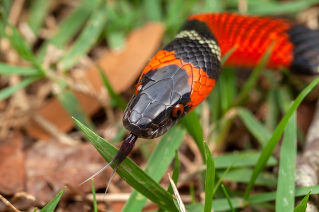 Foto falso serpente corallo oxyrhopus guibei