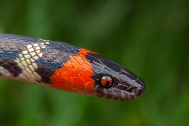 Photo false coral snake oxyrhopus guibei