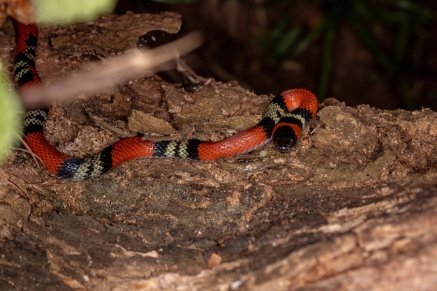 False coral snake of the species Oxyrhopus guibei