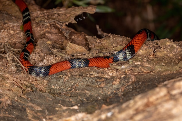 False coral snake of the species Oxyrhopus guibei