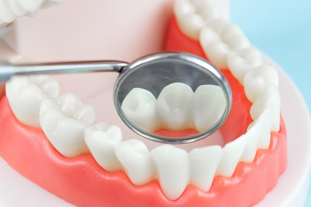 False teeth jaws Dentistry instruments and dental hygienist checkup concept Dental care and dentist 's equipment concept Copy space Tooth model using for a presentation