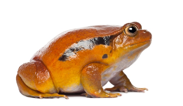 False Tomato Frog, Dyscophus guineti, tegen witte achtergrond