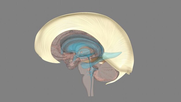 Photo the falx cerebri and tentorium cerebelli are thin dural structures found between parts of the brain