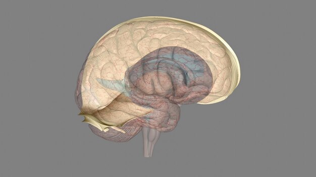 Photo the falx cerebri and tentorium cerebelli are thin dural structures found between parts of the brain