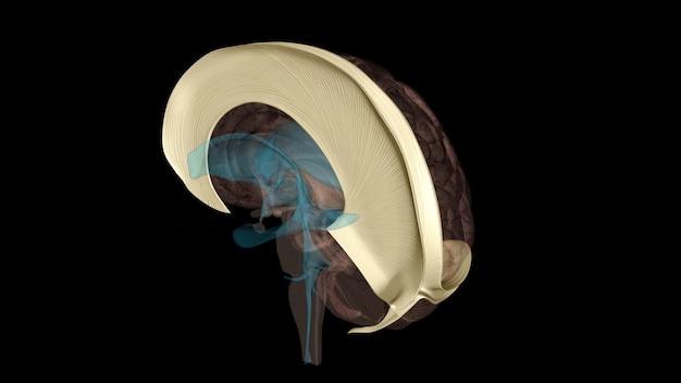 Photo the falx cerebri and tentorium cerebelli are thin dural structures found between parts of the brain