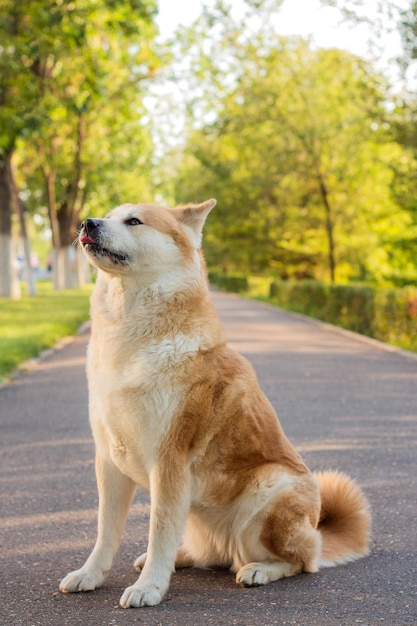 Famale purebred Japanese dog Akita inu