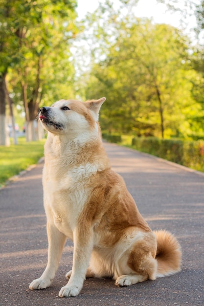 Famale rasechte Japanse hond Akita inu