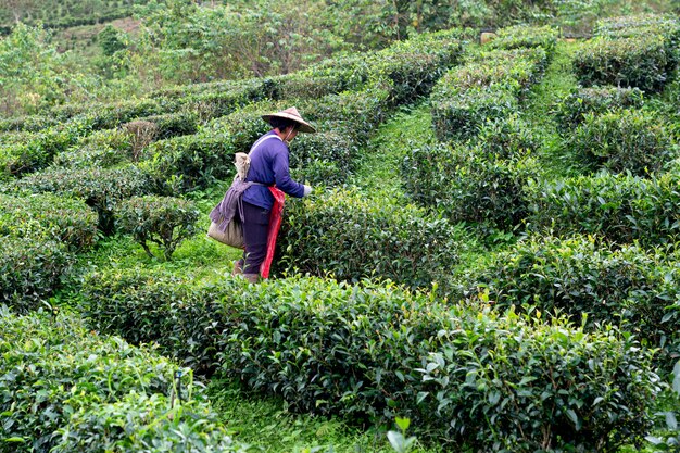 Famer houdt thee in Mae Hong Son Tea Plantation