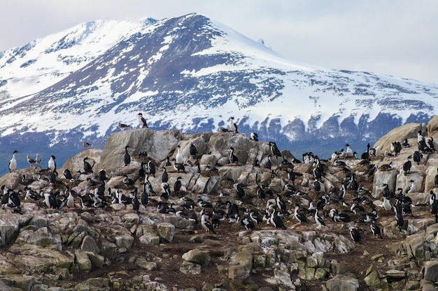 Familia de cormoranes