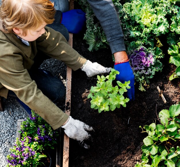 Familie aanplant van groente uit achtertuin