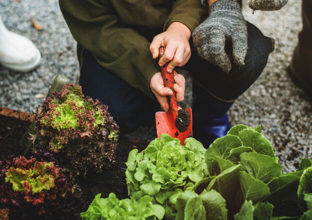 Familie aanplant van groente uit achtertuin