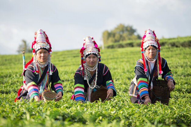 Familie Akha tribale jurk in theeplantage.