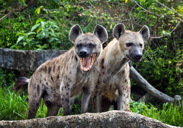 Foto familie gevlekte hyena in het wild.