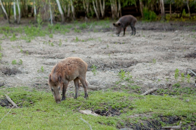 Familie groep wrattenzwijnen grazen samen gras eten