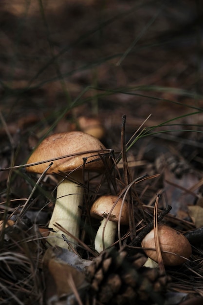 Familie jonge boterpaddestoelen in dennenbos