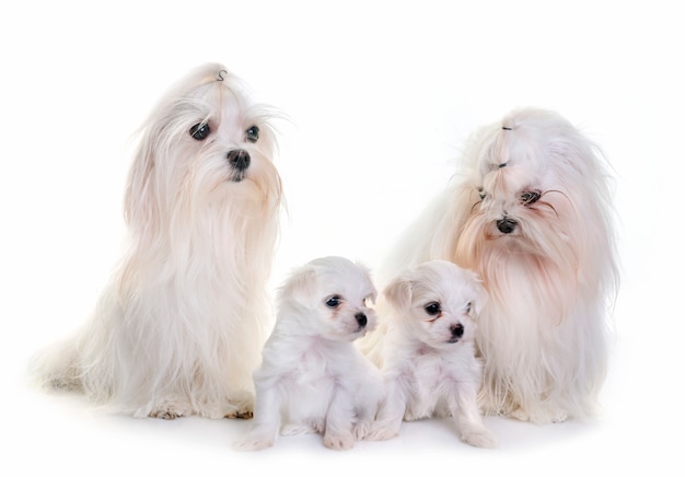 familie Maltese honden