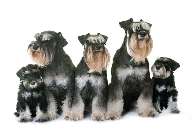 Foto familie miniatuur schnauzer