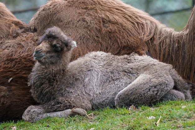 Familie van Bactrische kameel met welp Camelus bactrianus Ook bekend als de Mongoolse kameel