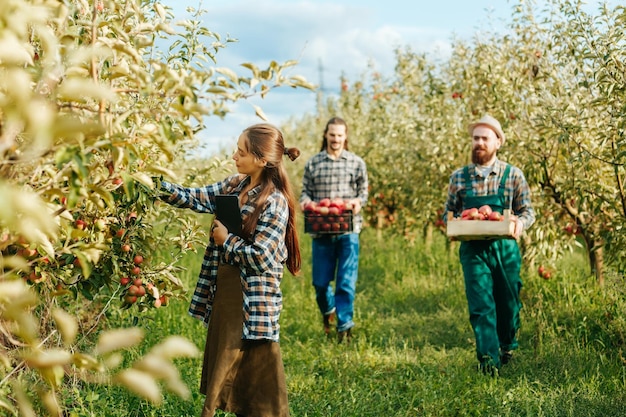 Foto familie van boeren appels plukken in de boomgaard jonge vrouw en twee mannen op de achtergrond familie landbouw op een zonnige herfstdag
