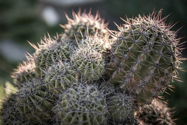 Familie van cactussen