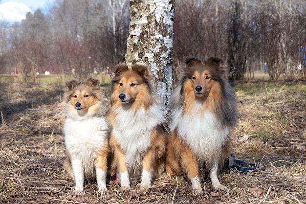 familie van de rode shetland herdershond