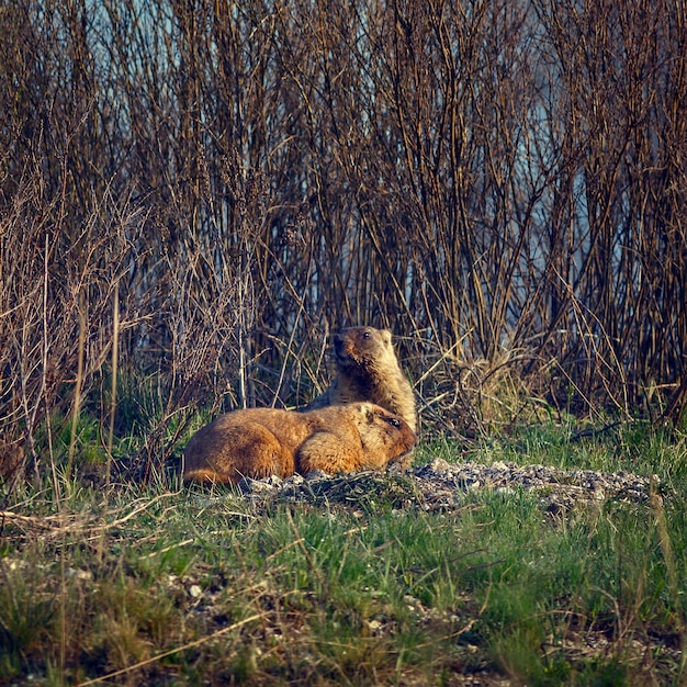 Familie van marmotten in de lenteweide. afgezwakt