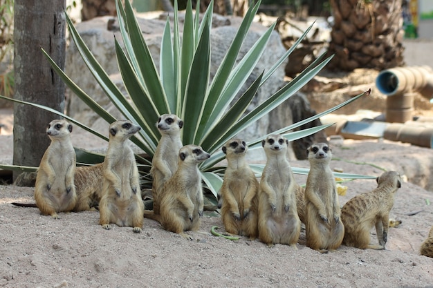 Familie van Meerkats