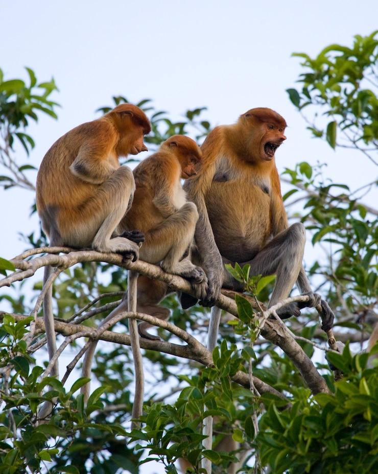 Foto familie van neusapen zit in een boom in de jungle. indonesië. het eiland borneo.kalimantan.