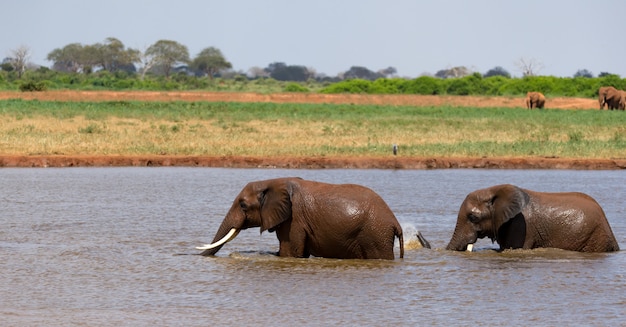 Familie van olifanten drinkwater uit de waterput