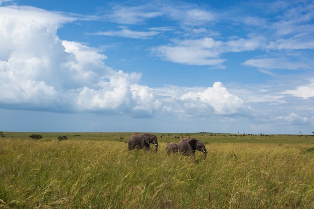 Familie van olifanten gaat op safari in een olifantenfamilie met hoog gras
