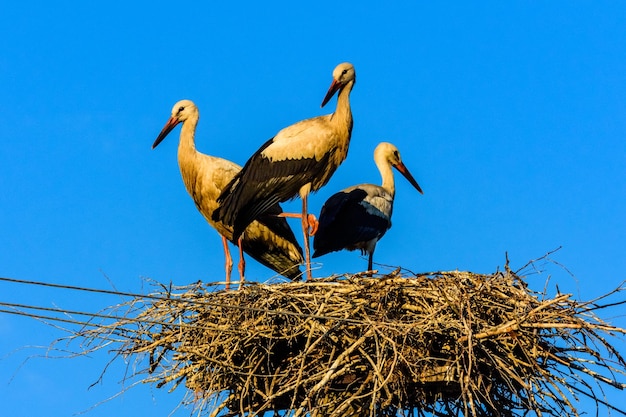 Familie van ooievaars ciconia ciconia in nest op de elektrische paal