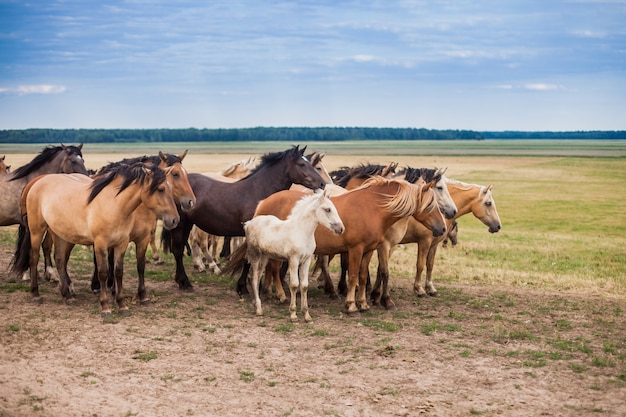 Familie van paarden in het veld