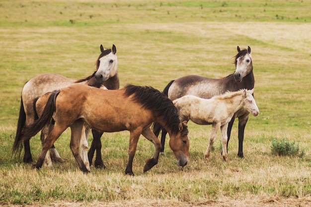 Familie van paarden in het veld