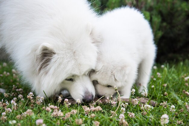 Familie van samojeed-honden samojeed-puppy en volwassene