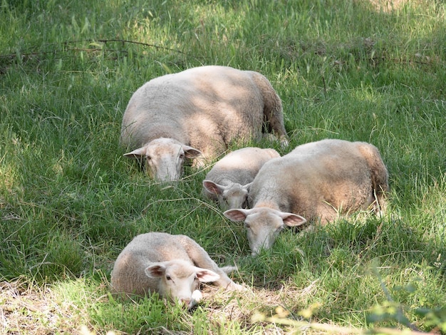 Familie van schapen liggend op het gras van een weide rustend en beschut tegen de hitte en de zonnestralen onder de schaduw geproduceerd door de takken van de bomen