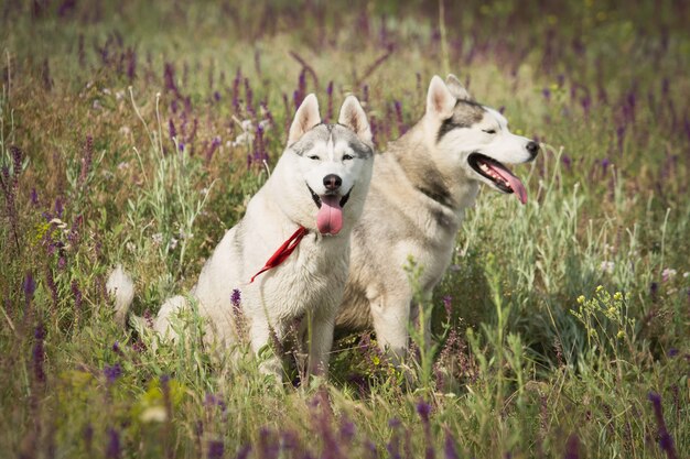 Familie van Siberische Husky spelen op het gras in het veld